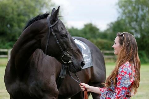 horse