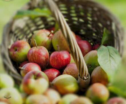 apples